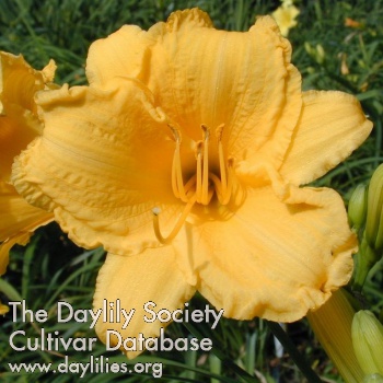 Daylily Boothbay Harbor Gold